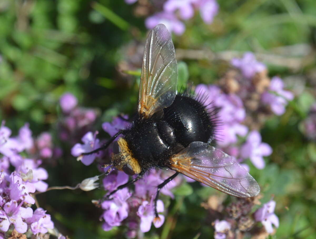 Image de Tachina grossa (Linnaeus 1758)