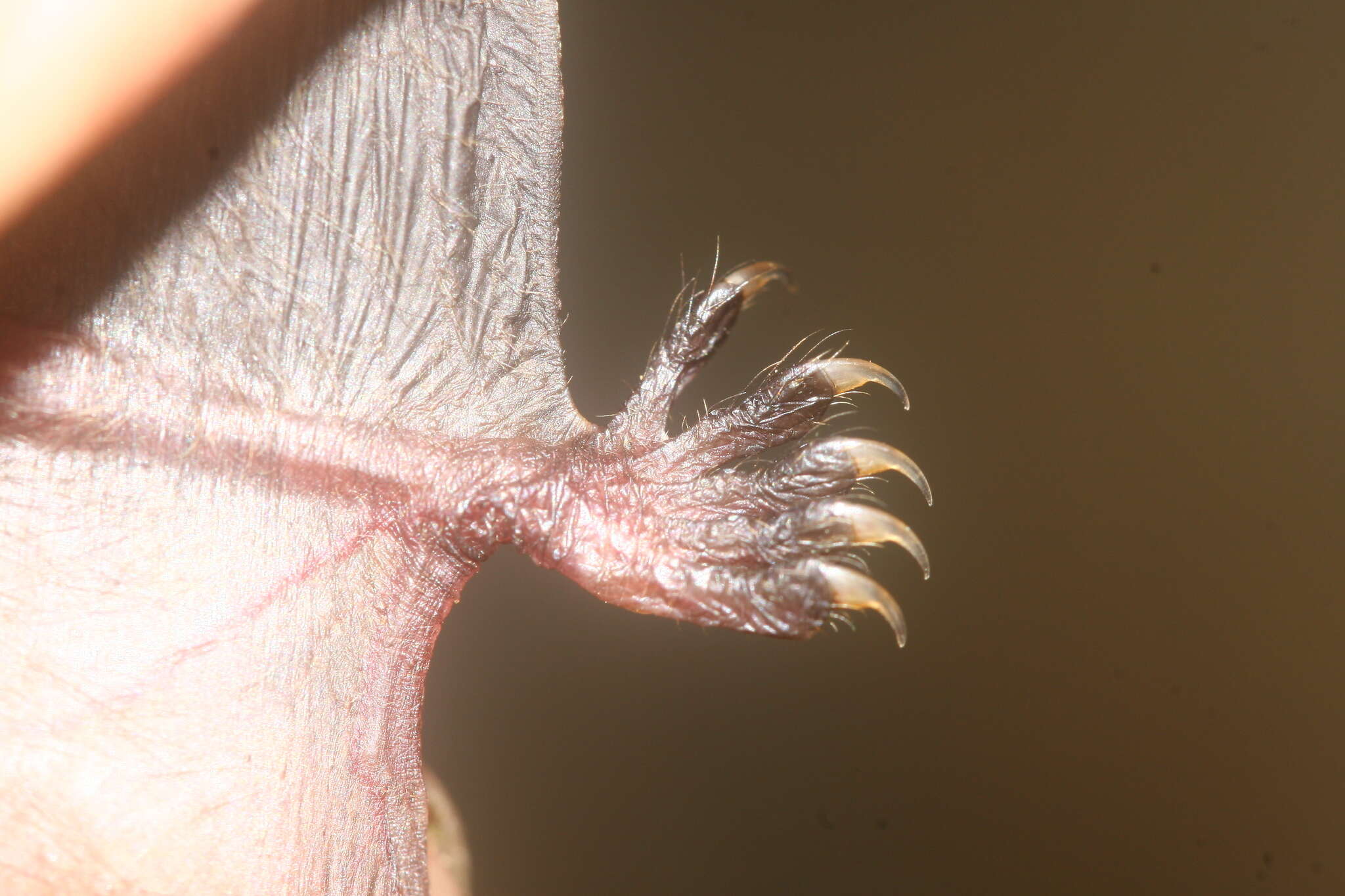 Image of Myotis siligorensis (Horsfield 1855)