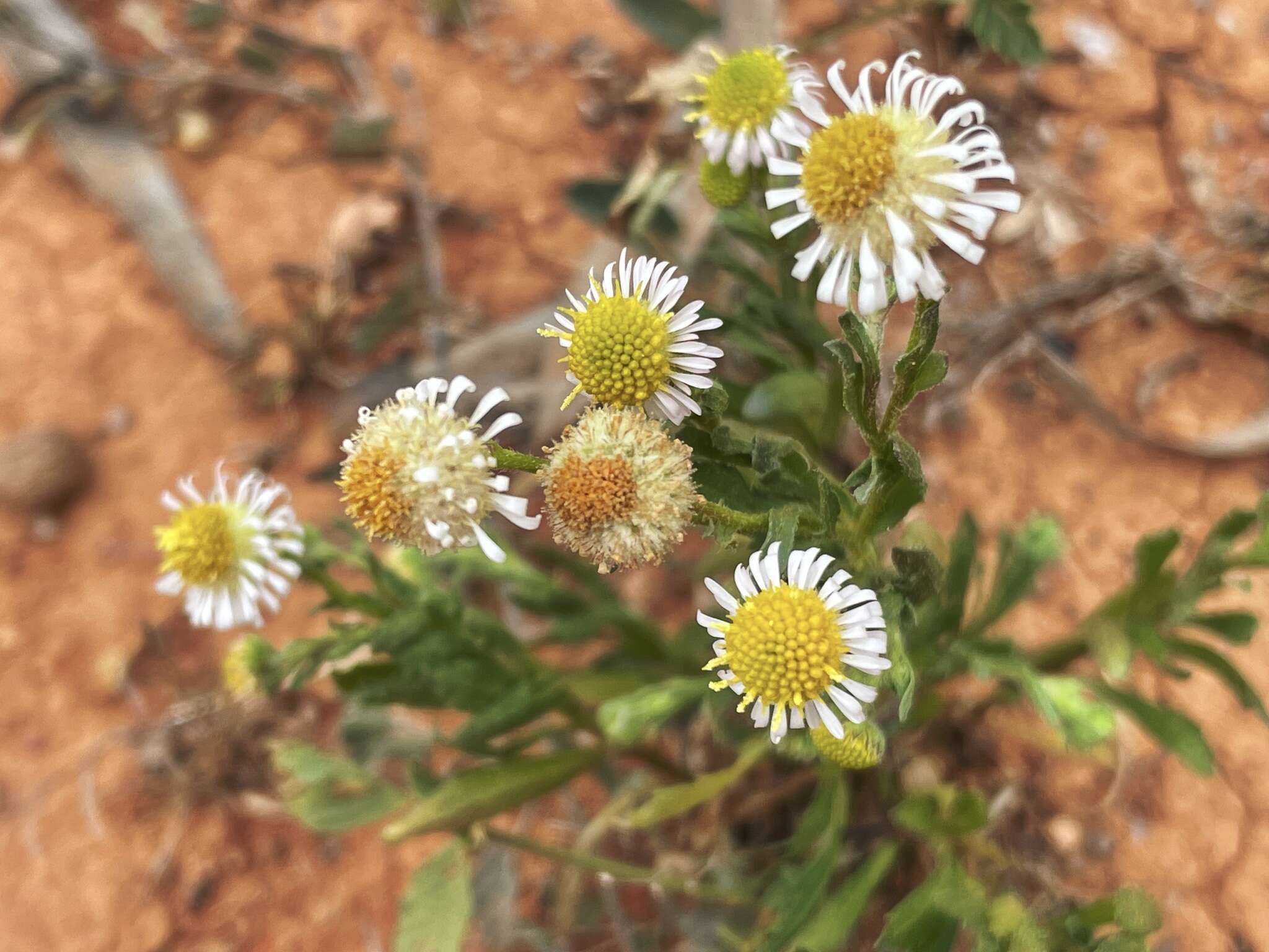 Image of Calotis plumulifera F. Müll.