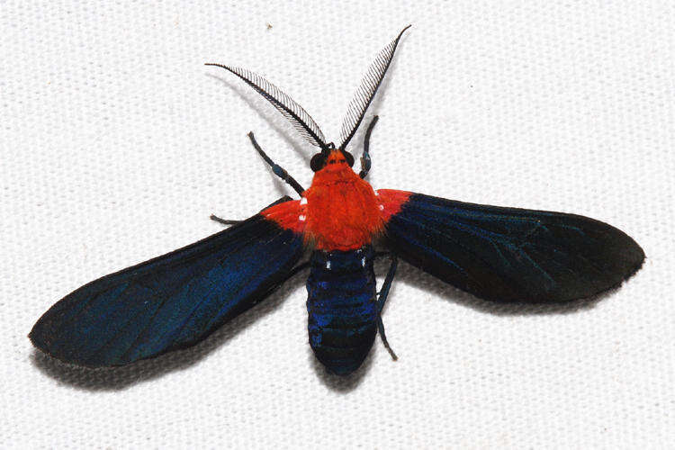 Image of Psoloptera basifulva Schaus 1894