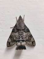 Image of Macroglossum gyrans Walker 1856