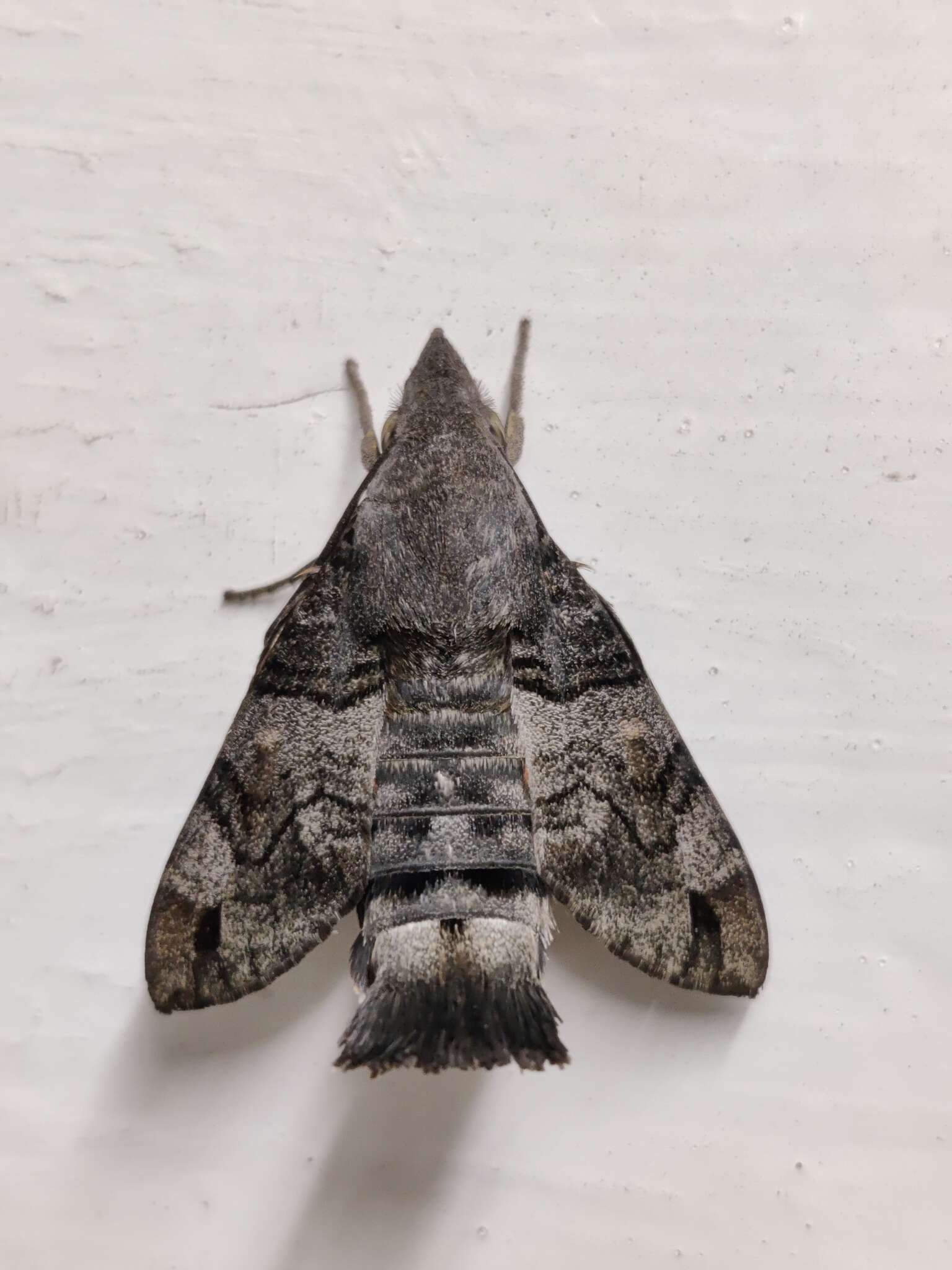 Image of Macroglossum gyrans Walker 1856