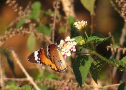 Sivun <i>Danaus chrysippus orientis</i> kuva