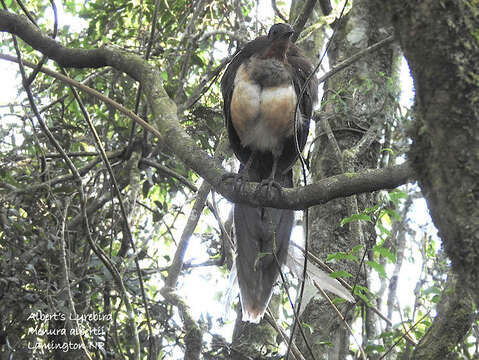 Image of lyrebirds