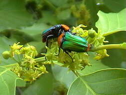 Image of Amethyst Fruit Chafer