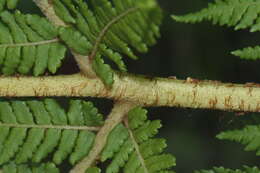 Image of Tree Fern Golden