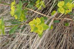 Слика од Euphorbia altaica Ledeb.