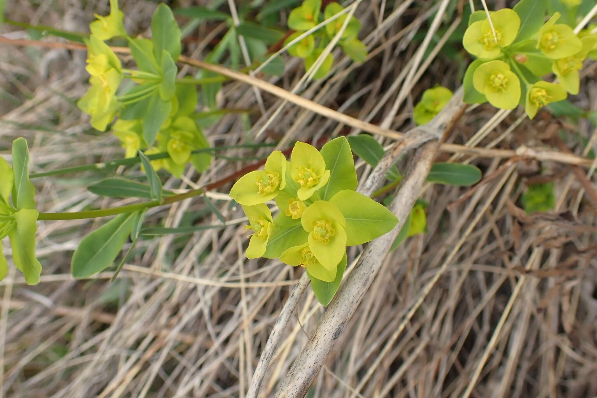 Слика од Euphorbia altaica Ledeb.