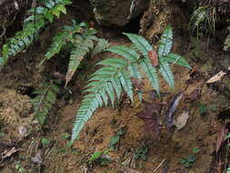 Plancia ëd Polystichum biaristatum (Bl.) Moore