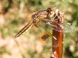 Image de Palpopleura jucunda Rambur 1842