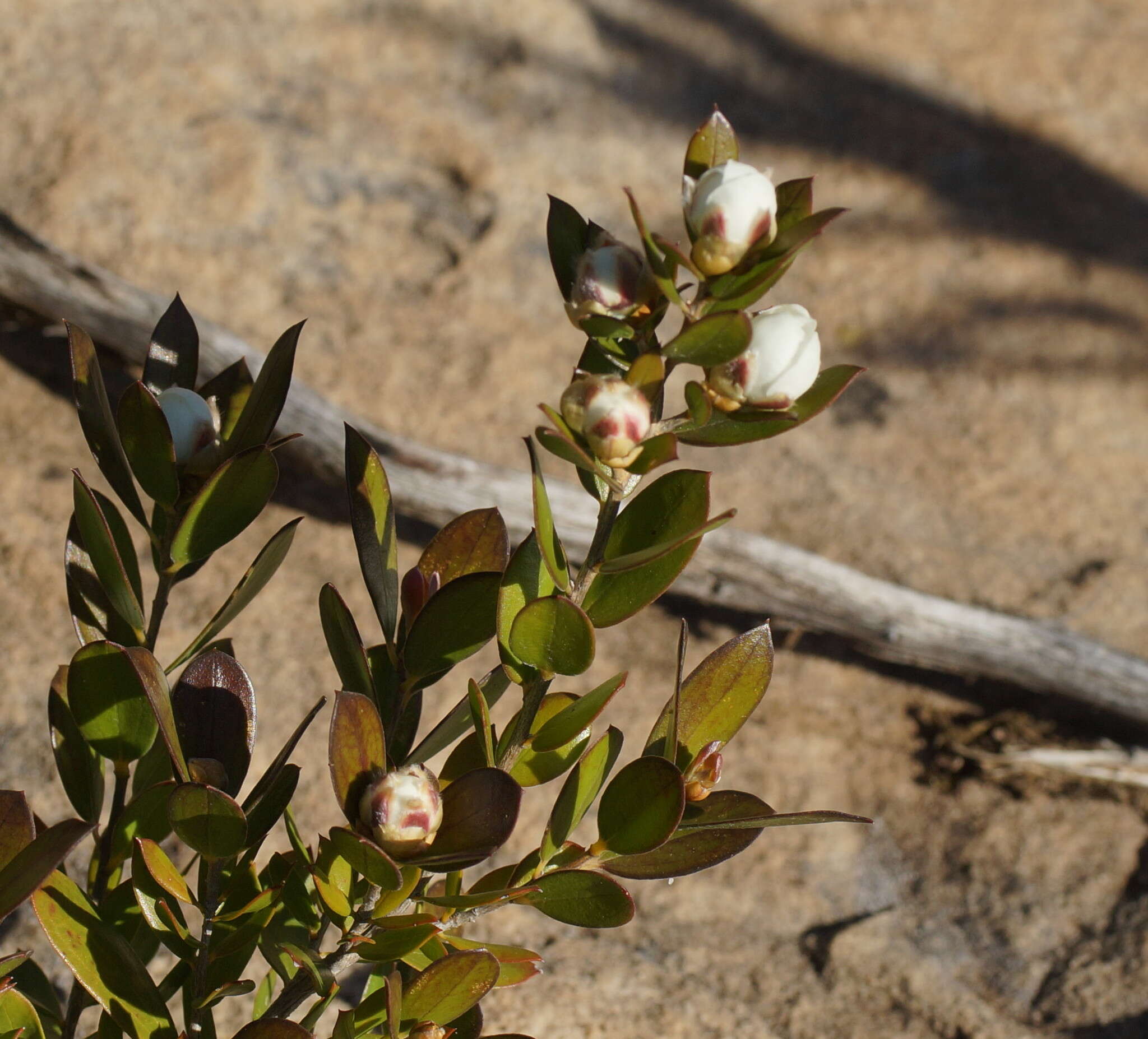 Sivun Leptospermum turbinatum J. Thompson kuva