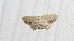 Image of Frosted Tan Wave Moth