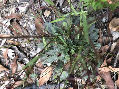 Image de Brachyscome procumbens G. L. Davis