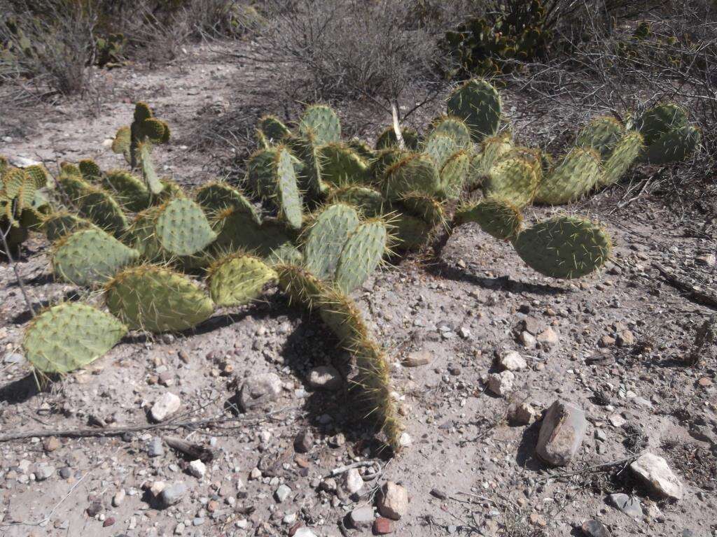 Image of Cactus-apple