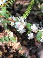 Image of Hypocalymma cordifolium Schau.