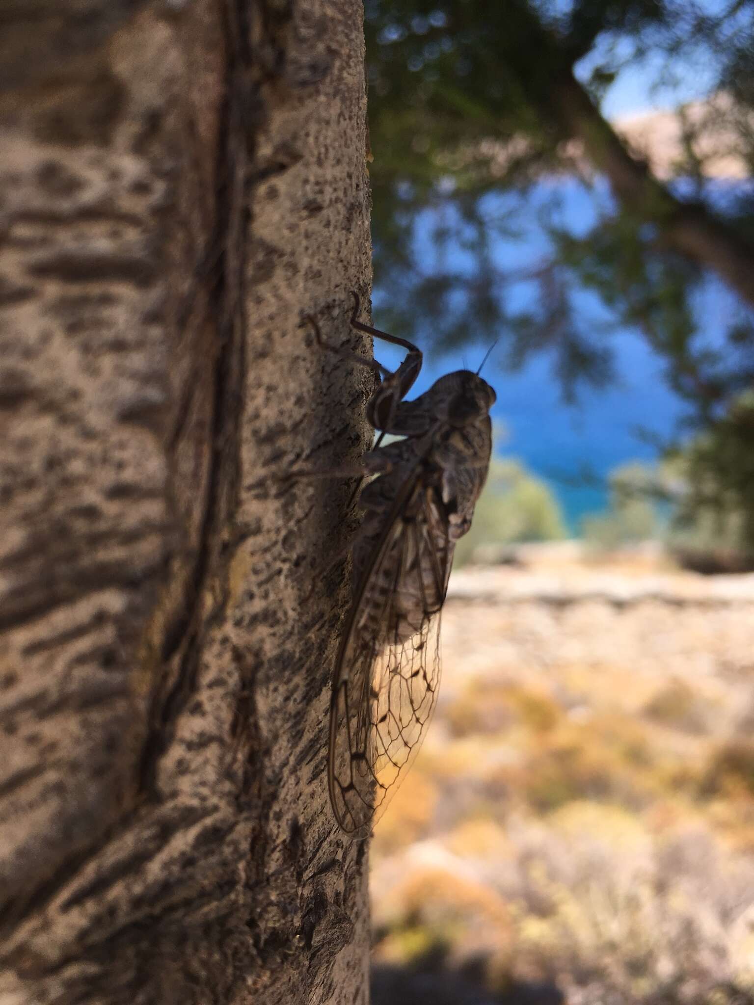 Image de Cicada mordoganensis Boulard 1979