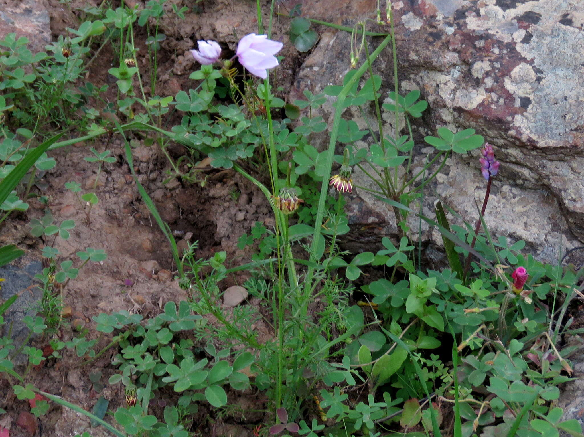 Plancia ëd Ixia micrandra Baker