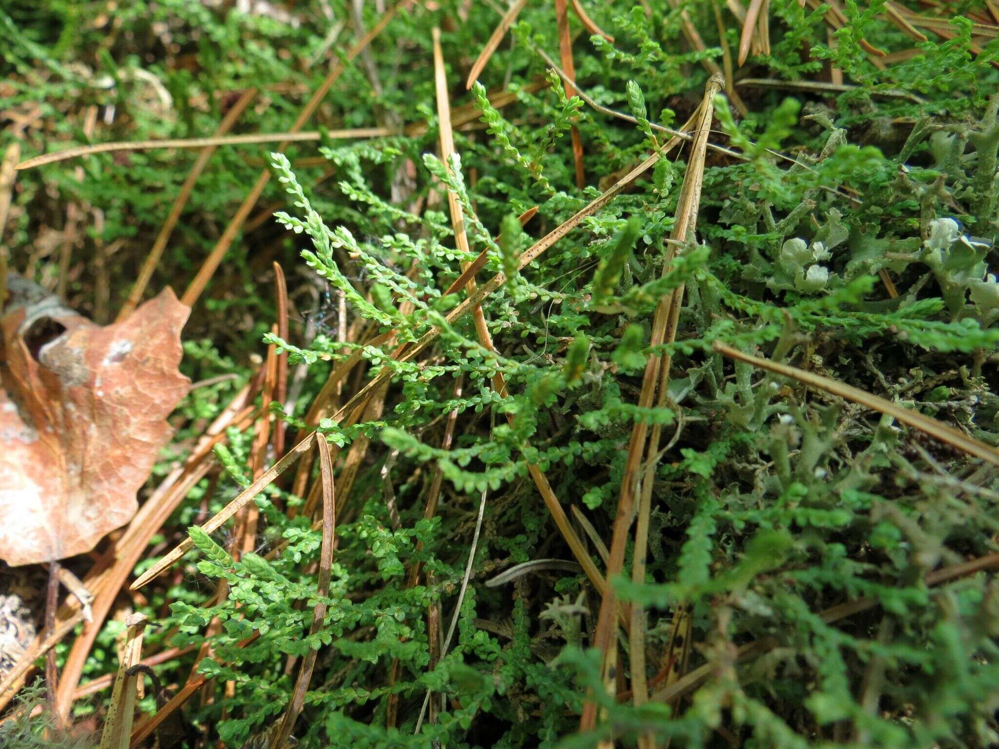 Image of Selaginella rossii (Bak.) Warb.