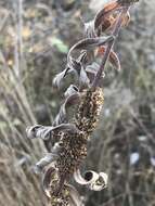 Image of rope dodder