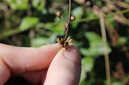 Imagem de Juncus coriaceus Mackenzie