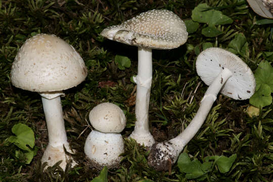 Image de Amanita multisquamosa Peck 1901