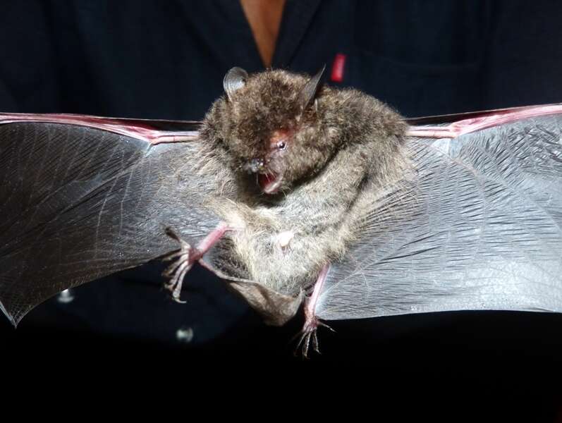 Image of Common Asiatic Myotis