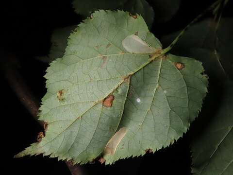 Phyllonorycter issikii (Kumata 1963) resmi