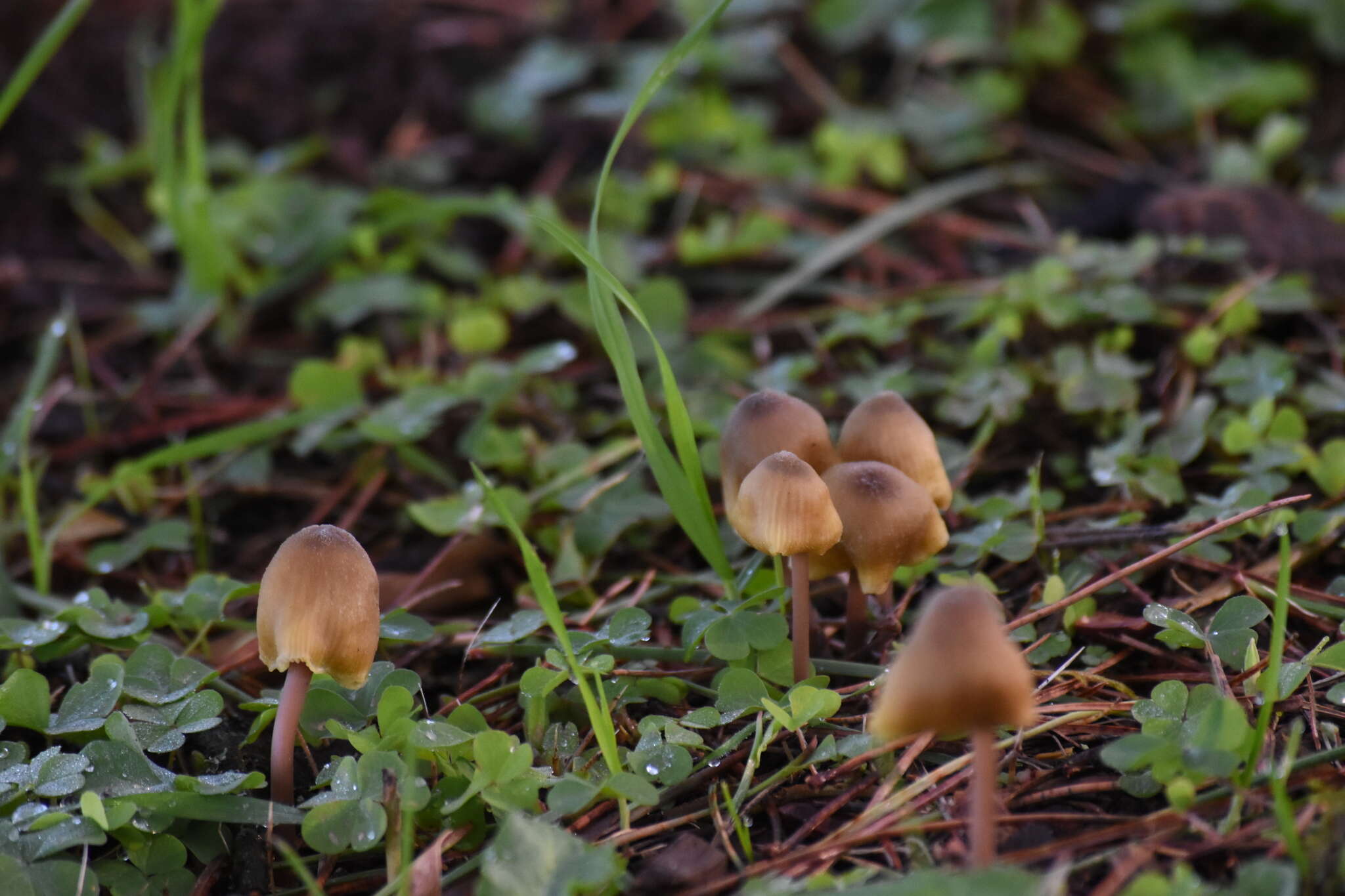 Image of Entoloma pleopodium (Bull.) Noordel. 1985