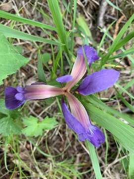 Image of Iris colchica Kem.-Nath.