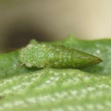 Image of Nyctiphalerus rugipennis (Crawford 1914)