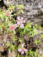 Imagem de Thymus longicaulis C. Presl