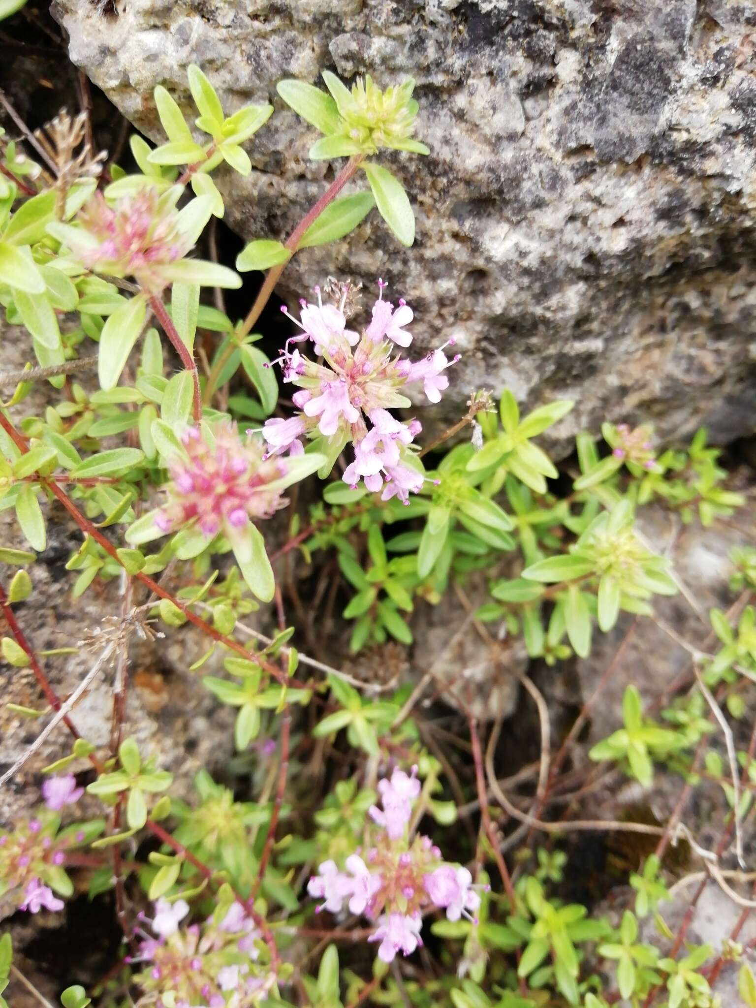 Thymus longicaulis C. Presl resmi