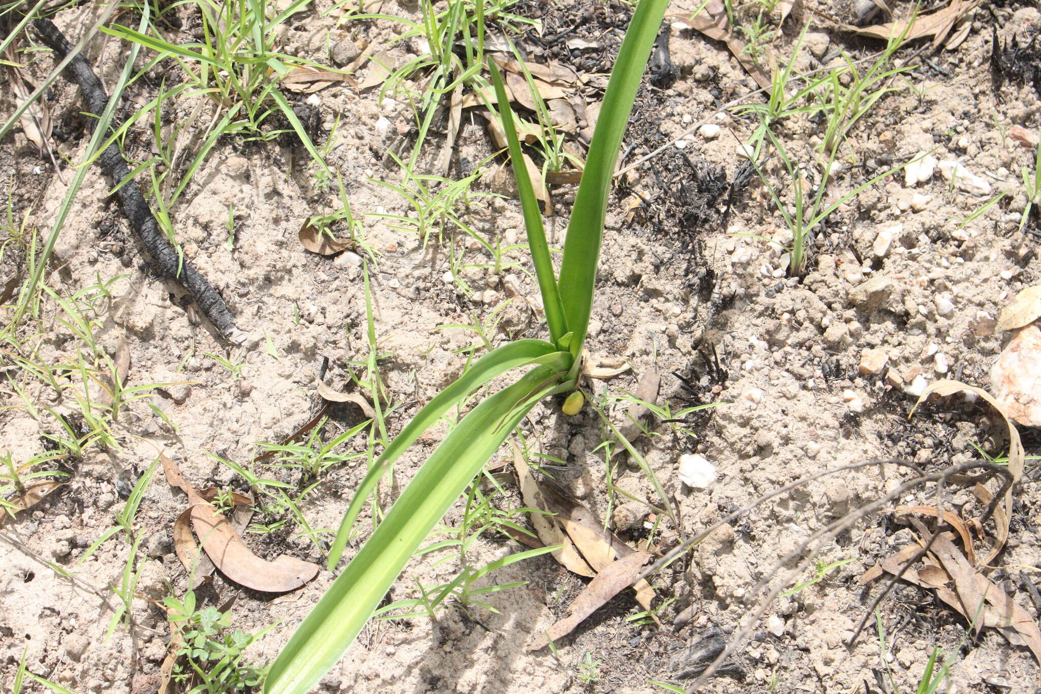 Image of Crinum arenarium Herb.