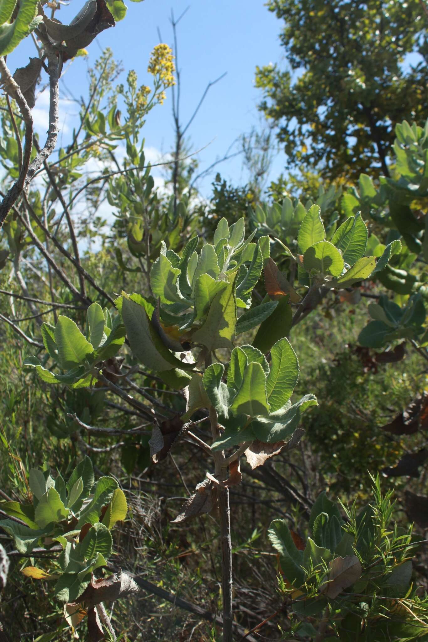 Plancia ëd Acrisione denticulata (Hook. & Arn.) B. Nord.