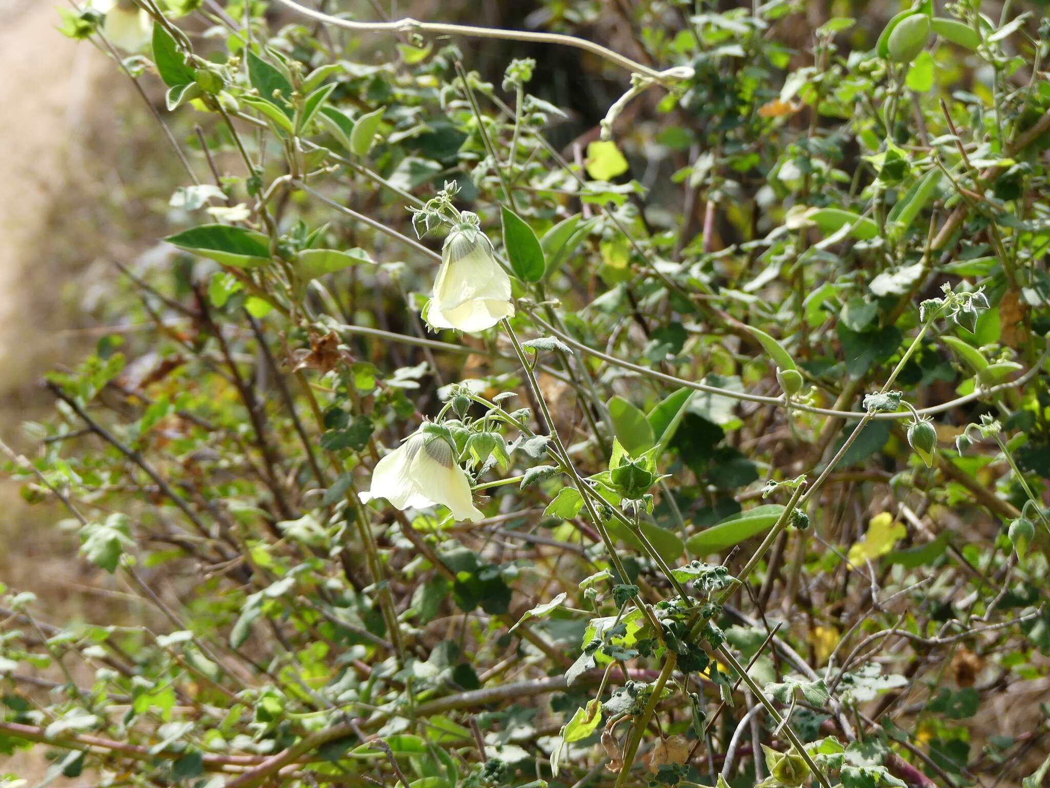 Hibiscus vitifolius L.的圖片