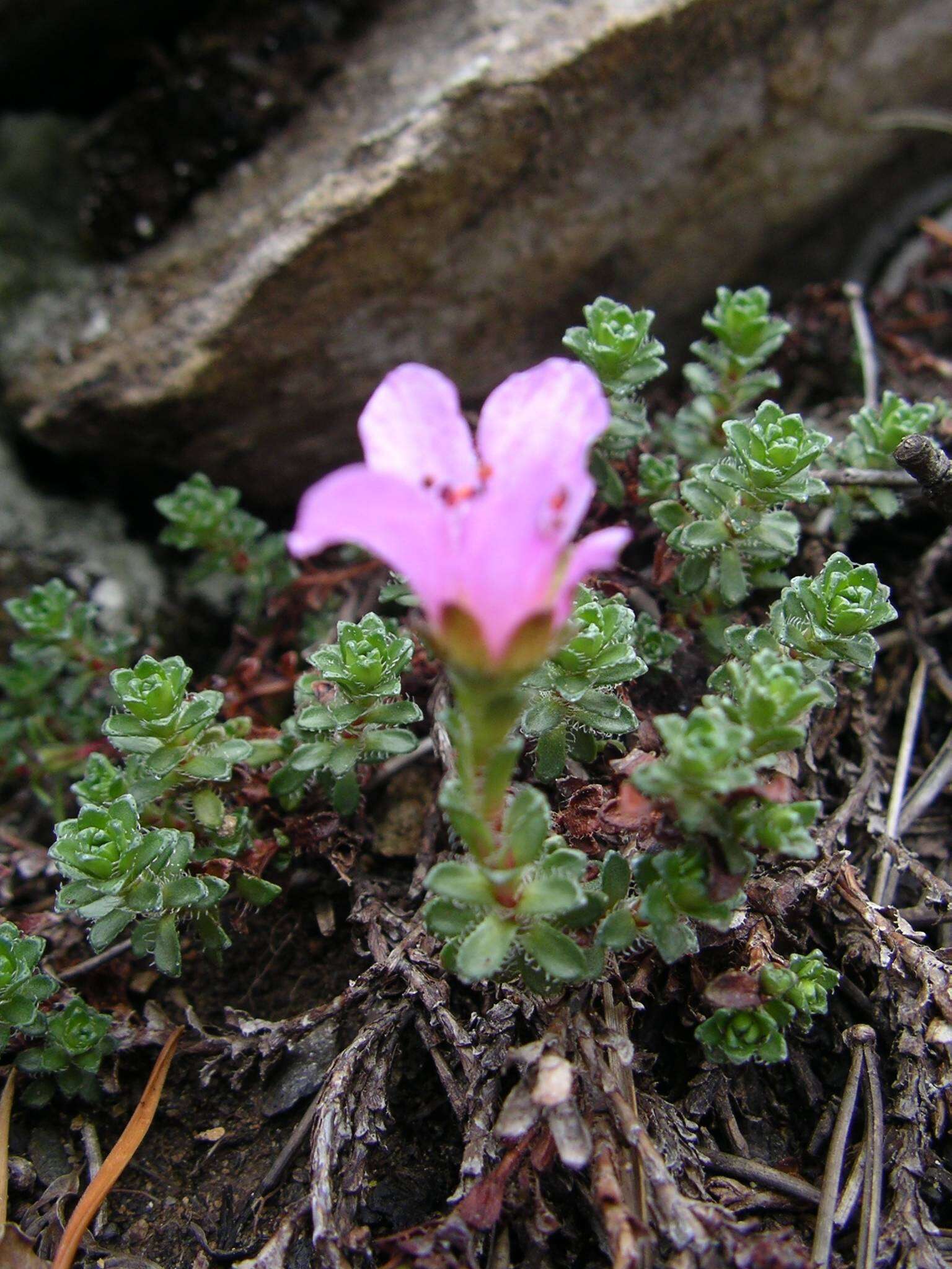 Image of Saxifraga oppositifolia subsp. paradoxa D. A. Webb