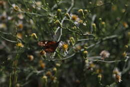 Image of Libytheana carinenta streckeri Austin & J. Emmel 1998