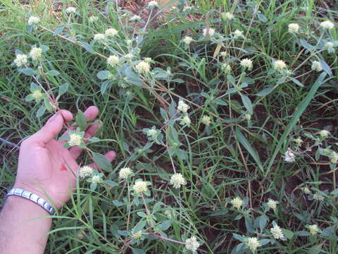 Image of Gomphrena elegans C. Mart.