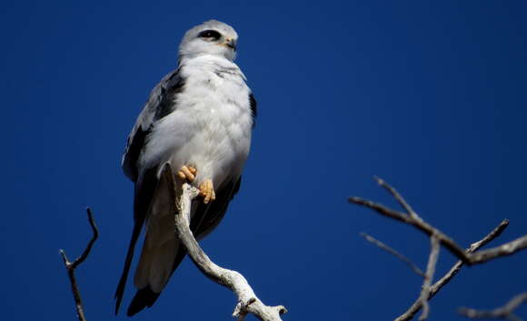 Image of Black-shouldered Kite