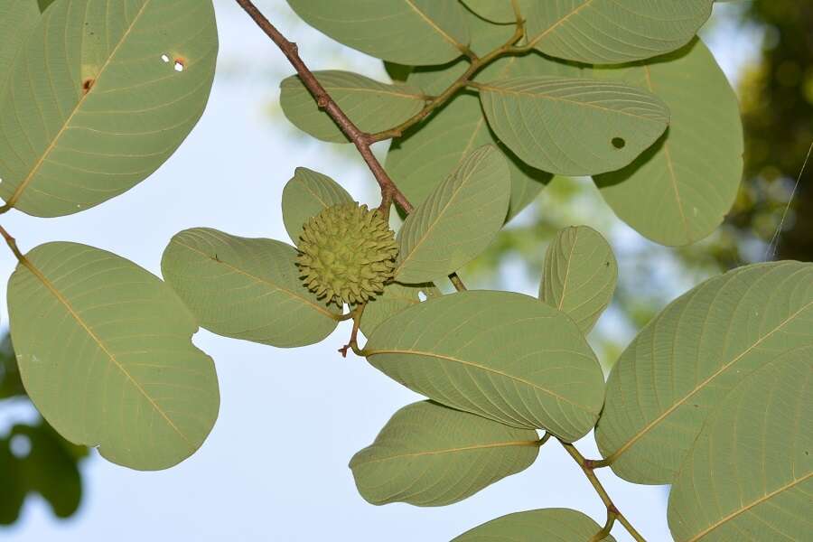 Imagem de Annona holosericea Saff.