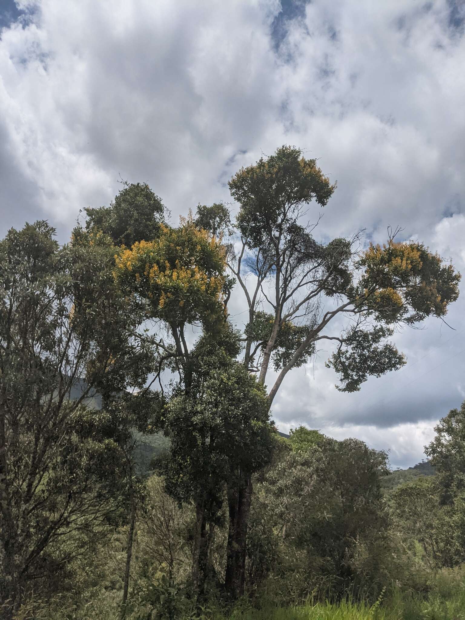 Senna macranthera (Collad.) H. S. Irwin & Barneby resmi