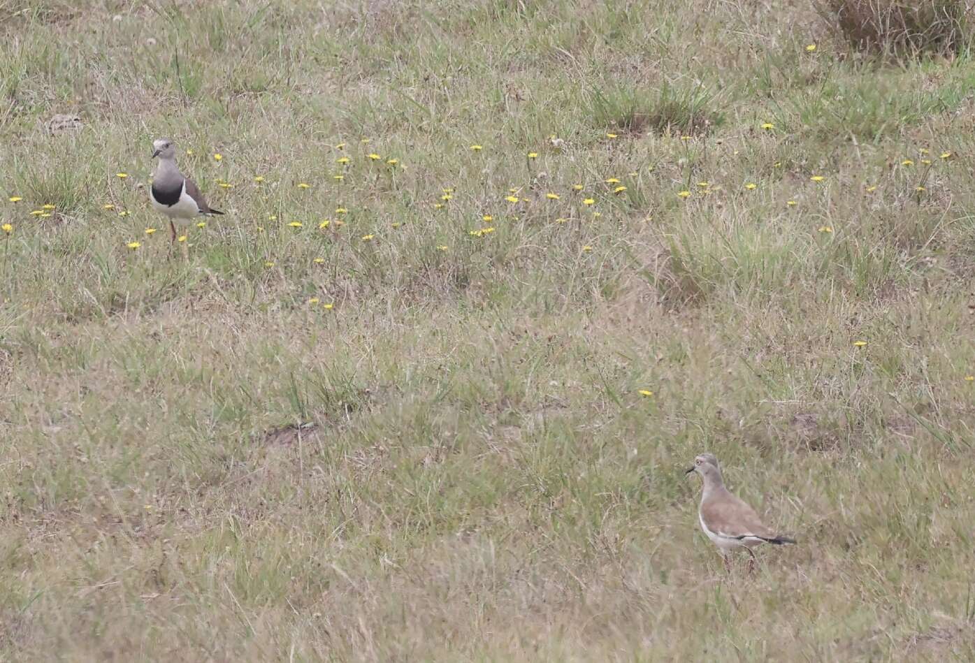 Image of Black-winged Lapwing