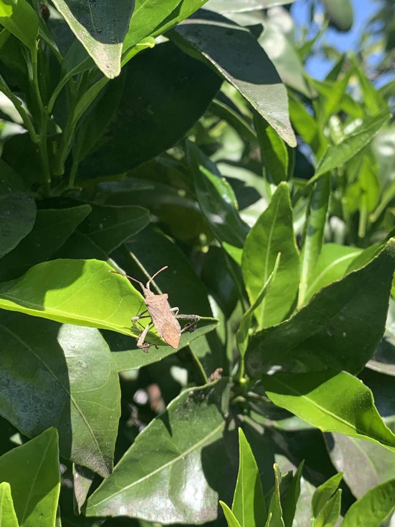 Image of Leaf-footed bug