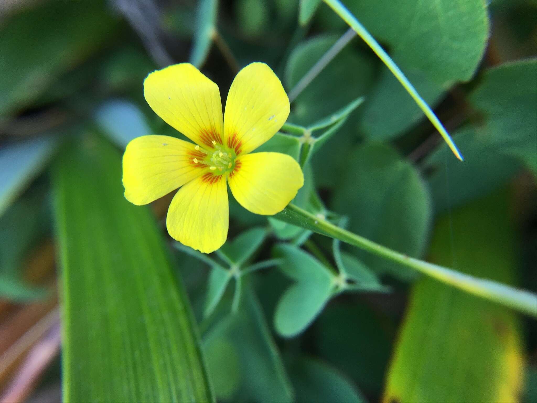 Image of Suksdorf woodsorrel