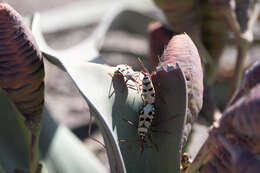 Image of <i>Probergrothius angolensis</i>