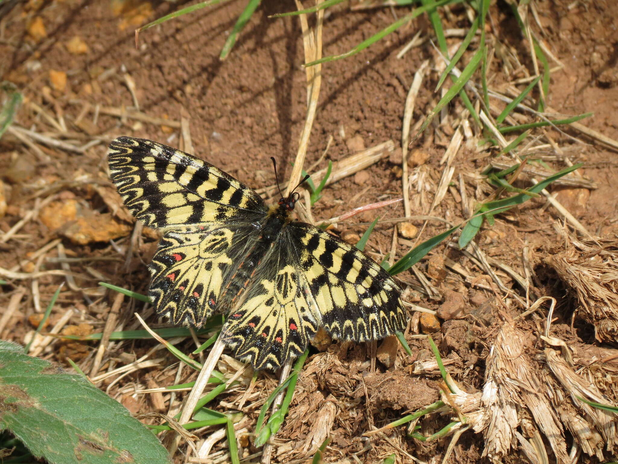 Image of Zerynthia polyxena