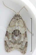 Dipterina imbriferana Meyrick 1881的圖片