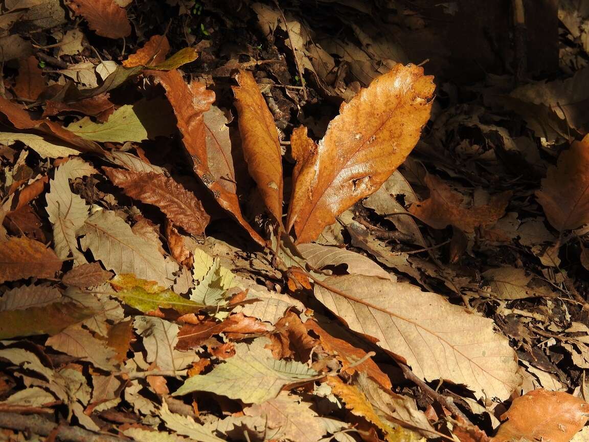 Image of Quercus afares Pomel