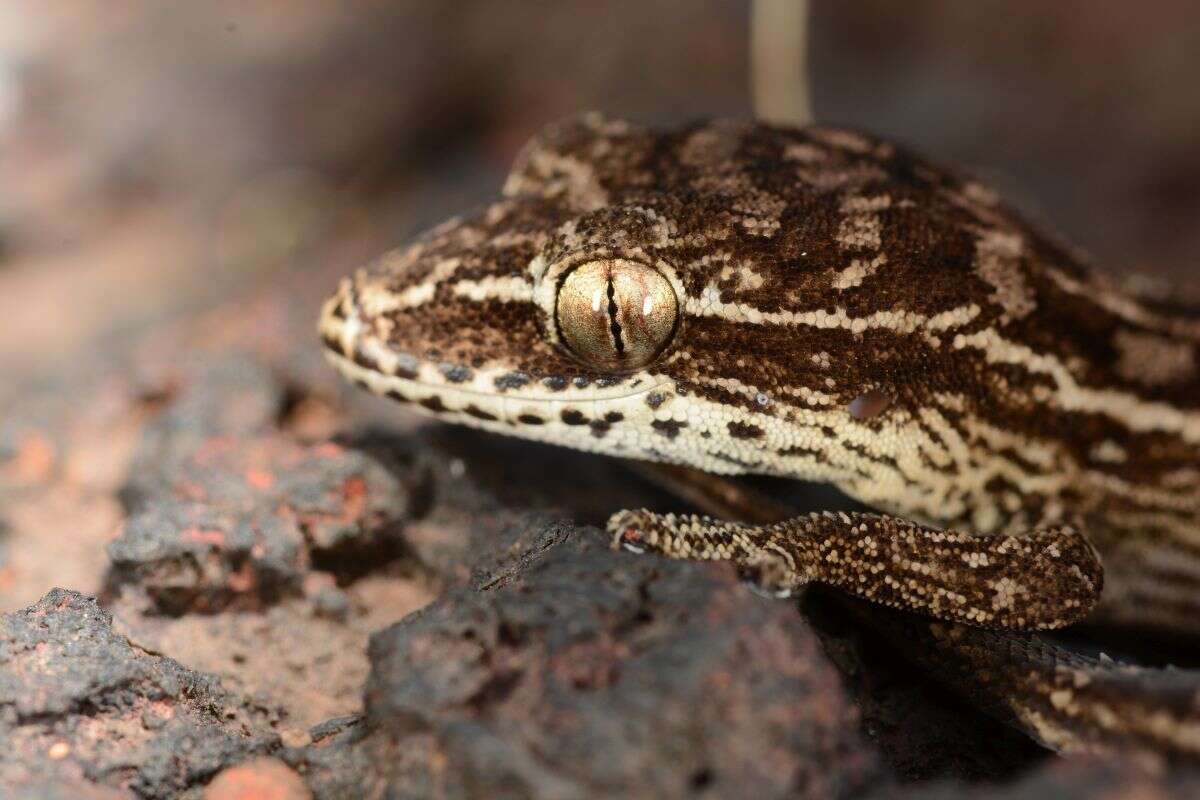 Image of Hemidactylus sataraensis Giri & Bauer 2008