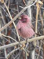 Image of Red-mantled Rosefinch